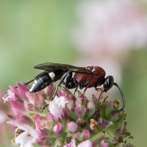 Neotypus melanocephalus